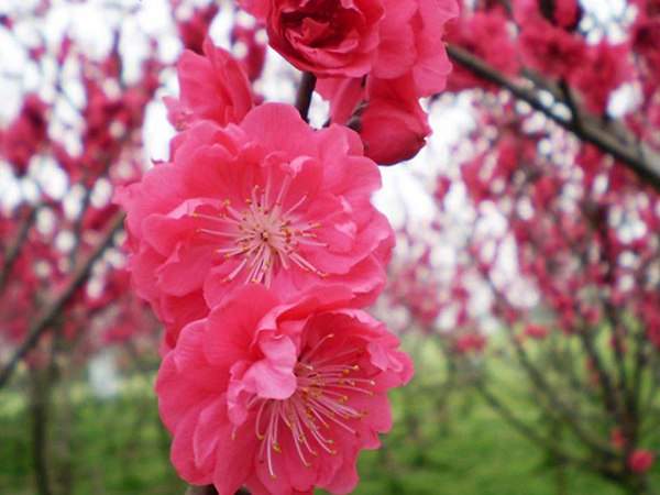 紅梅花一般什么時候開花？