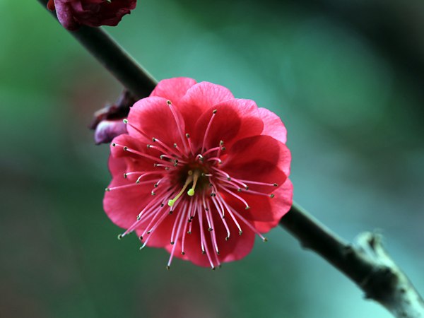 紅梅花一般什么時候開花？