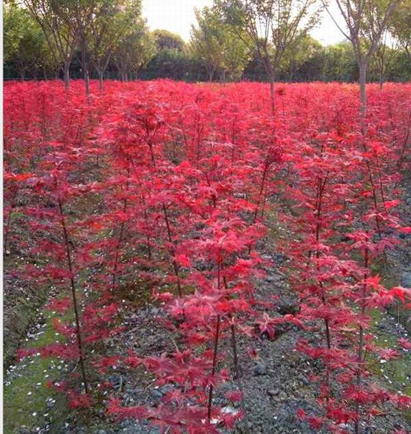 日本紅楓--長景園林