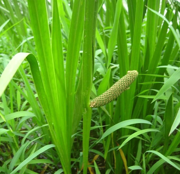 水菖蒲--長景園林