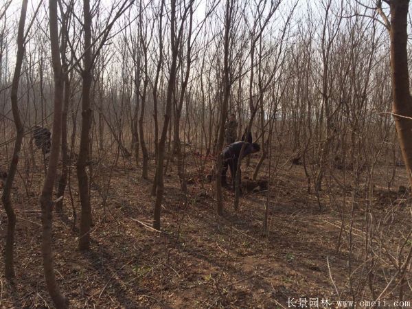 紅烏桕圖片紅烏桕基地實(shí)拍