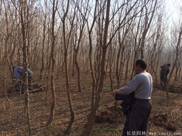 烏柏樹圖片烏柏樹苗木基地實(shí)拍