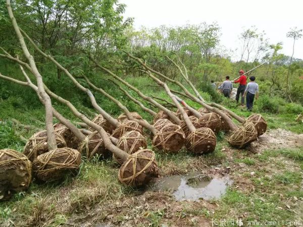 烏柏樹圖片烏柏樹苗木基地實(shí)拍