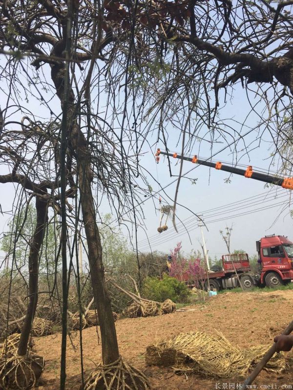 垂槐圖片垂槐基地實拍