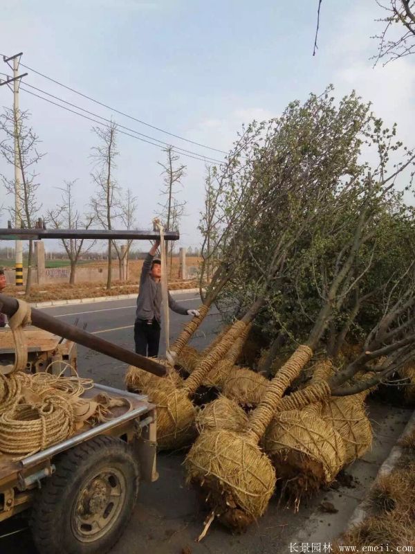 木瓜樹圖片木瓜樹基地實(shí)拍