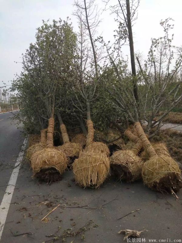 木瓜樹圖片木瓜樹基地實(shí)拍