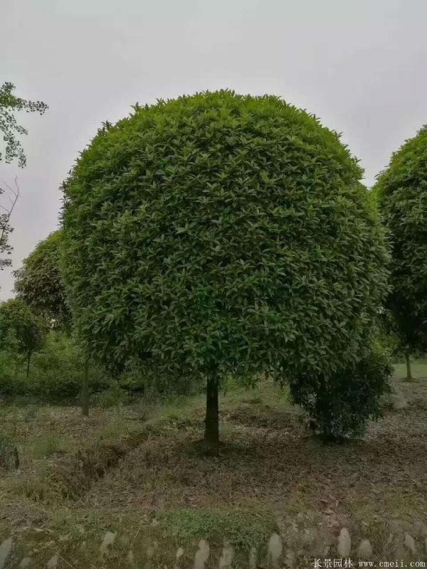 桂花樹(shù)圖片桂花樹(shù)基地實(shí)拍