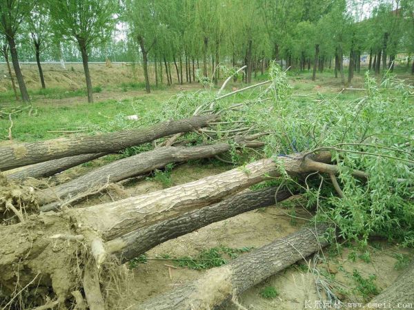 饅頭柳圖片饅頭柳基地實(shí)拍