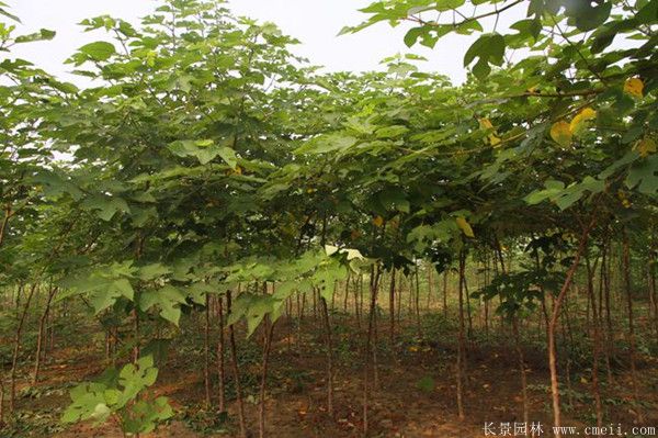 茍樹圖片茍樹基地實拍