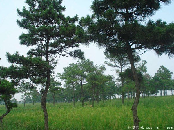 馬尾松圖片基地實(shí)拍