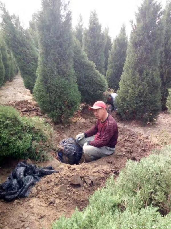 北京檜圖片基地實拍