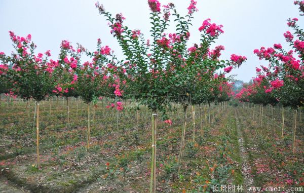 紅花紫薇開花圖片