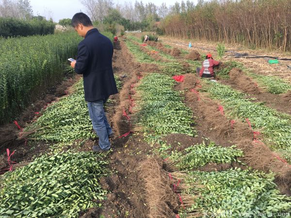 小葉女貞種子發(fā)芽出苗圖片