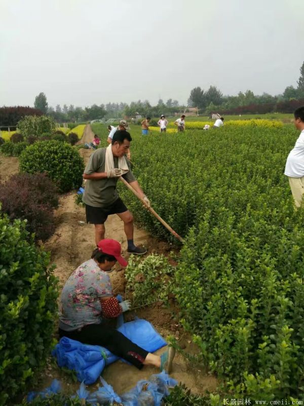 冬青小苗圖片基地實拍