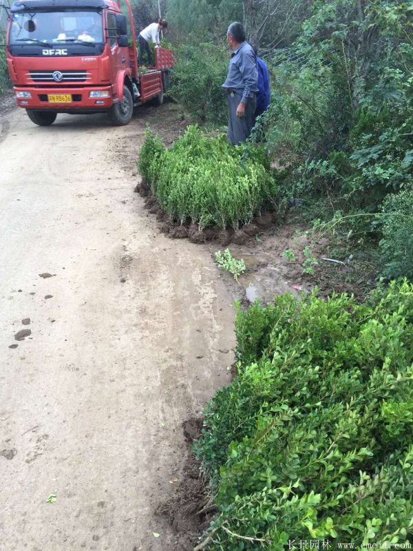 小葉黃楊圖片基地實(shí)拍