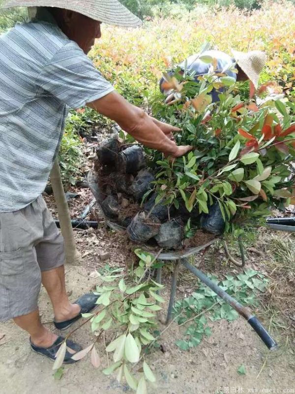 紅葉石楠圖片基地實(shí)拍