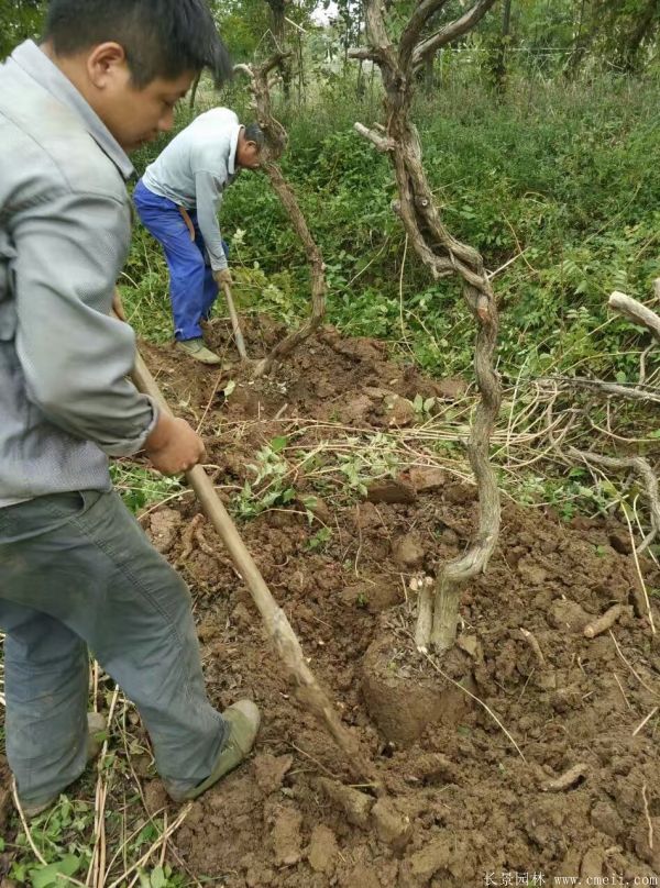 凌霄花苗圖片基地實(shí)拍