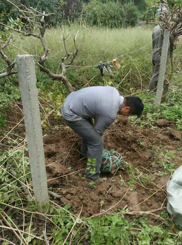 凌霄花苗圖片基地實(shí)拍