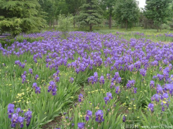 藍(lán)花鳶尾基地實(shí)拍圖片