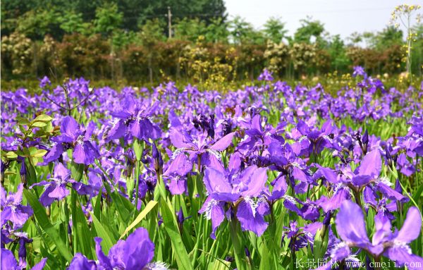 鳶尾花圖片基地實(shí)拍