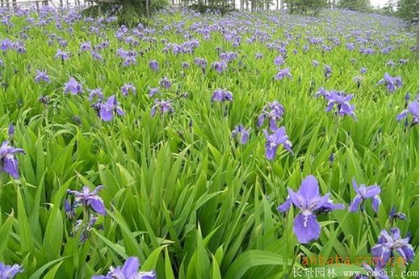 藍(lán)蝴蝶鳶尾基地實(shí)拍圖片