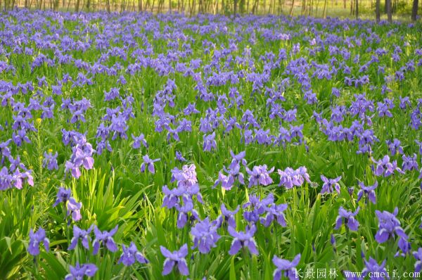 鳶尾花圖片基地實拍