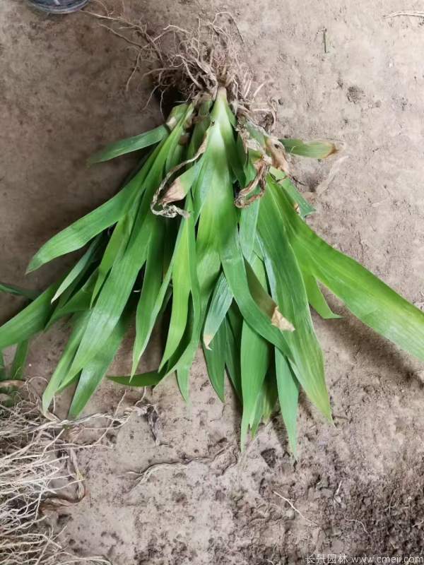 藍(lán)花鳶尾基地實(shí)拍圖片