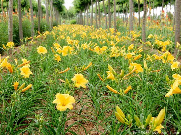 黃花萱草基地實拍圖片