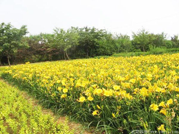 黃花萱草基地實拍圖片