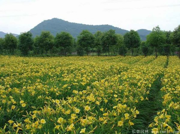 常綠萱草基地實(shí)拍圖片