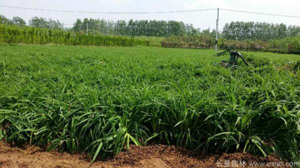 黃花萱草基地實拍圖片