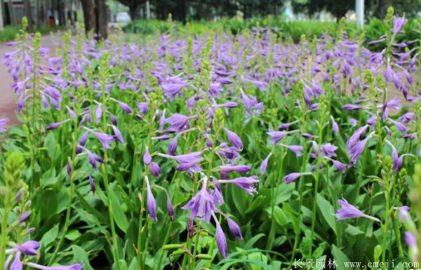 玉簪花圖片基地實拍