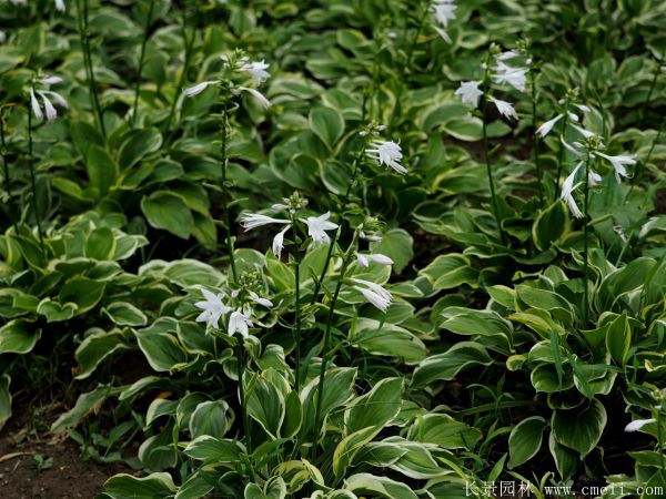 玉簪花圖片基地實拍