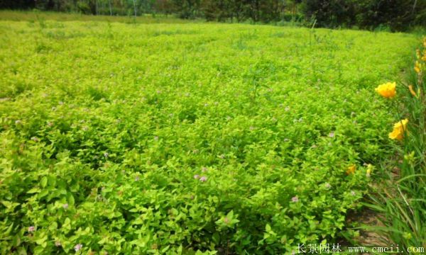 金葉蕕基地實拍圖片