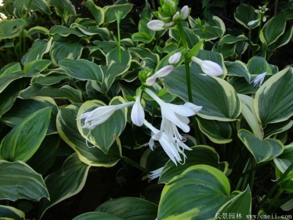 花葉玉簪基地實(shí)拍圖片