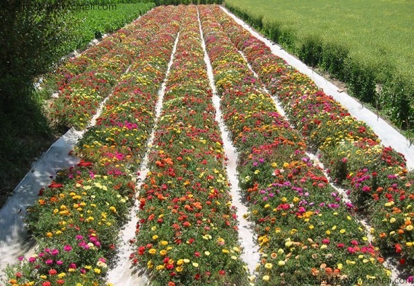 太陽(yáng)花種子發(fā)芽出苗開(kāi)花圖片