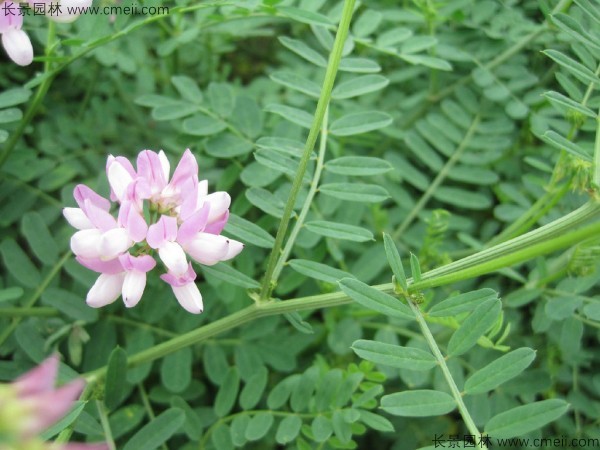 小冠花種子發(fā)芽出苗開(kāi)花圖片