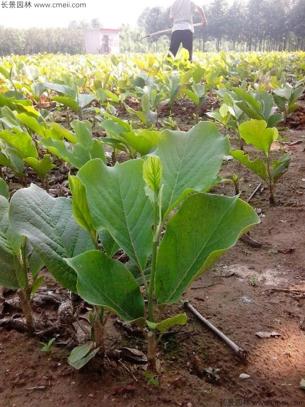 黃玉蘭種子發(fā)芽出苗圖片