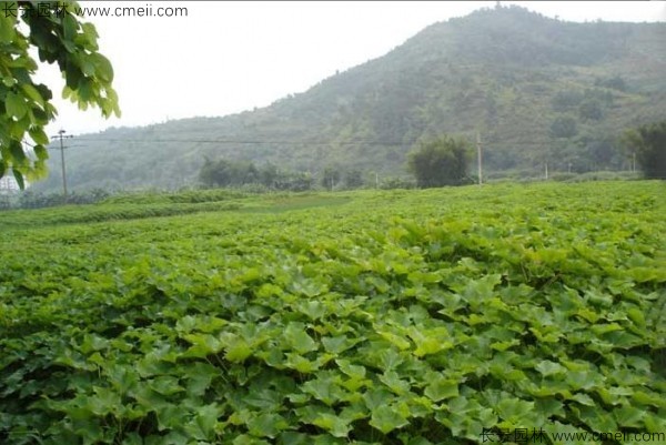 麻瘋樹種子發(fā)芽出苗圖片