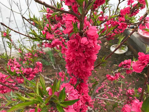 蟠桃樹苗開花圖片