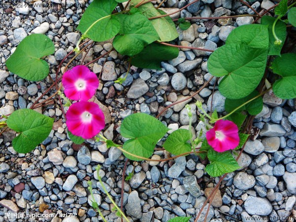 牽?；ǚN子發(fā)芽出苗開(kāi)花圖片