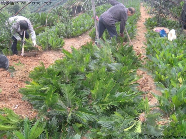 鐵樹(shù)種子發(fā)芽出苗圖片