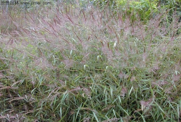 糖蜜草種子發(fā)芽出苗圖片