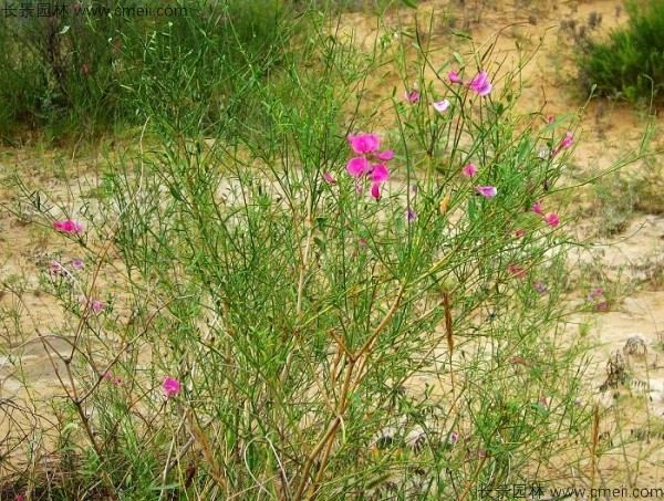 花棒開花圖片