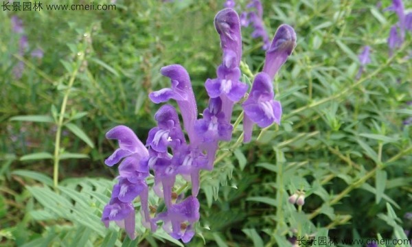 黃芩種子發(fā)芽出苗開(kāi)花圖片