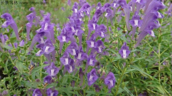 黃芩種子發(fā)芽出苗開(kāi)花圖片