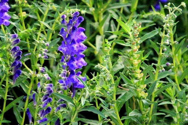 黃芩種子發(fā)芽出苗開(kāi)花圖片