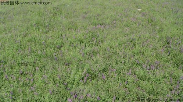 黃芩種子發(fā)芽出苗開(kāi)花圖片