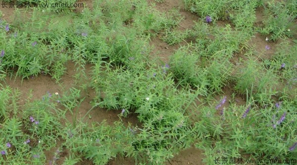 黃芩種子發(fā)芽出苗開(kāi)花圖片