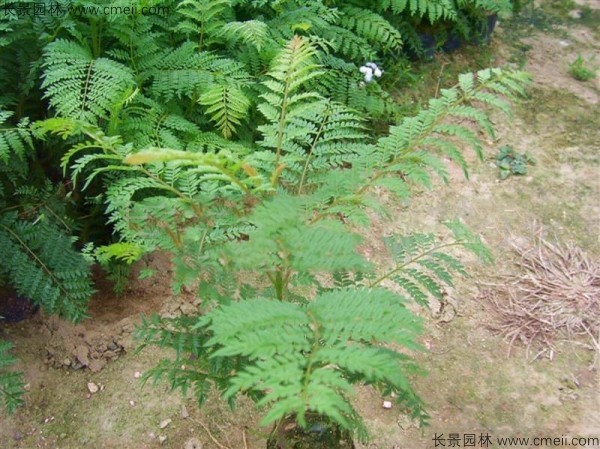 藍花楹種子發(fā)芽出苗圖片